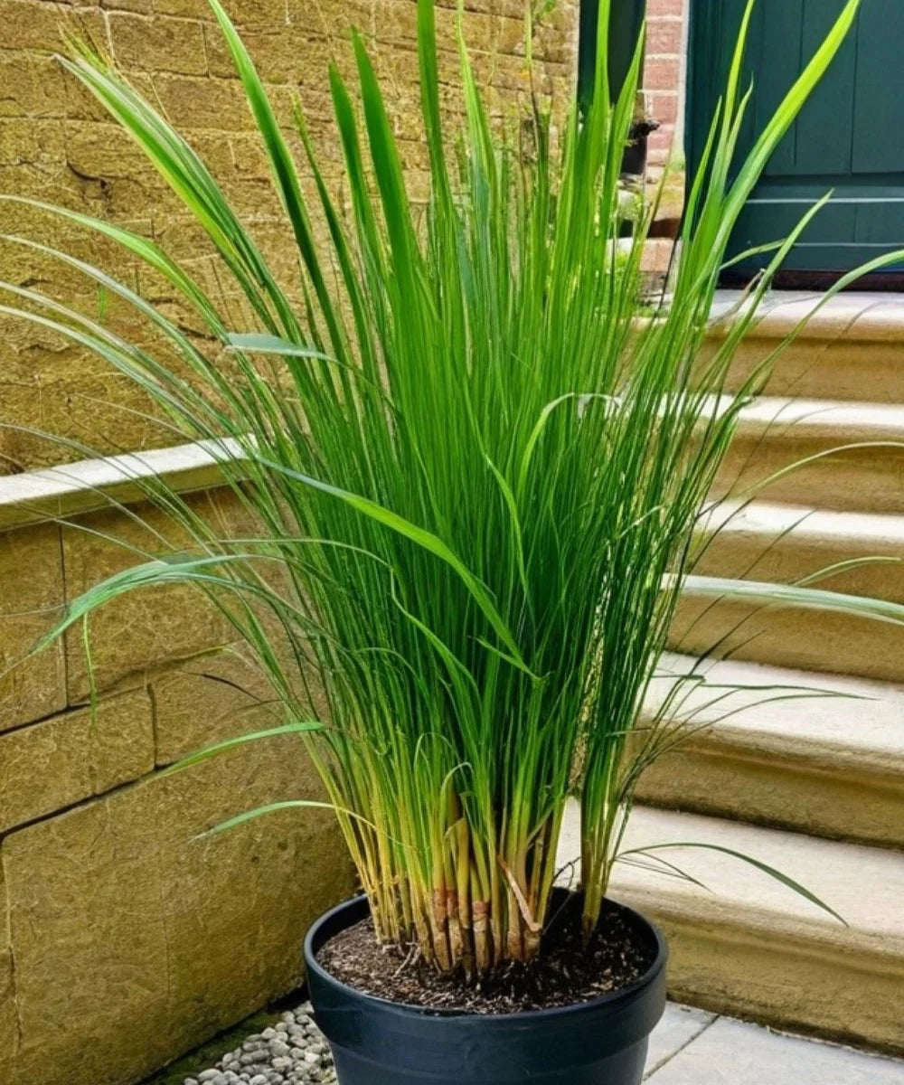 citronella grass, Lemon Grass , Cymbopogon, Bagwani Nursery