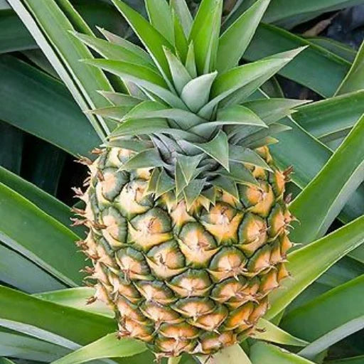 Pineapple Plant, Ananas Comosus, Bagwani Nursery, wholesale fruit plants supplier, Fruit plants
