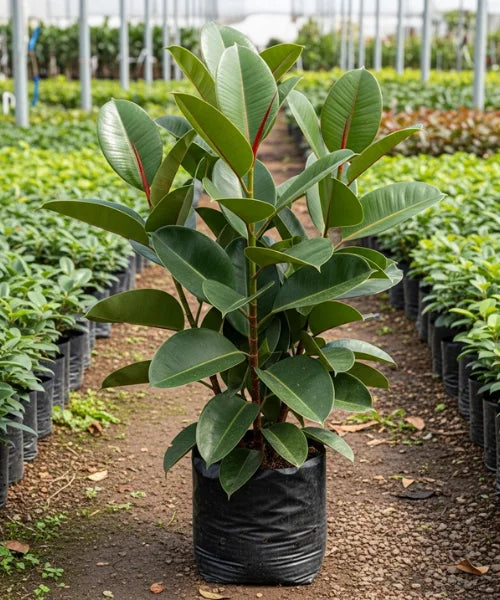 Rubber Plant (Ficus elastica)