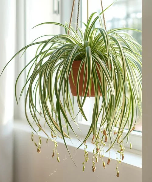Spider Plant (Chlorophytum comosum), indoor plant in