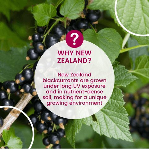 Reasons why blackcurrants should have a New Zealand origin