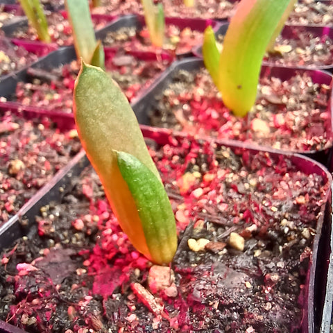 Aloe ferox seedling for sale Spring 2023
