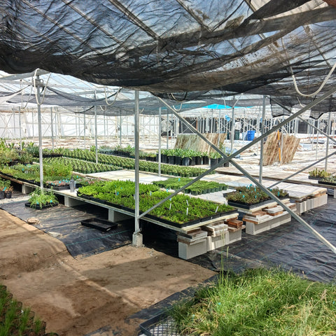 new greenhouse nursery tables loaded with plant trays