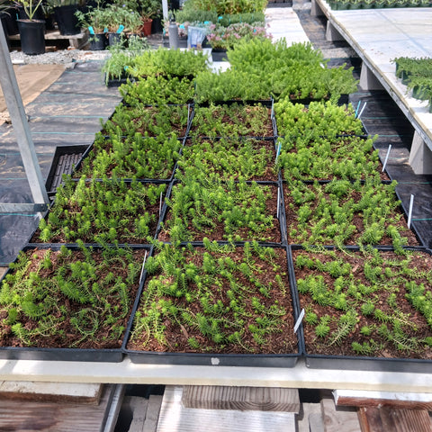 nursery table holding mudflats of ground cover