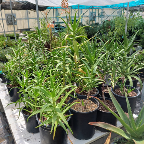 Aloe kedongensis growing in a plant nursery