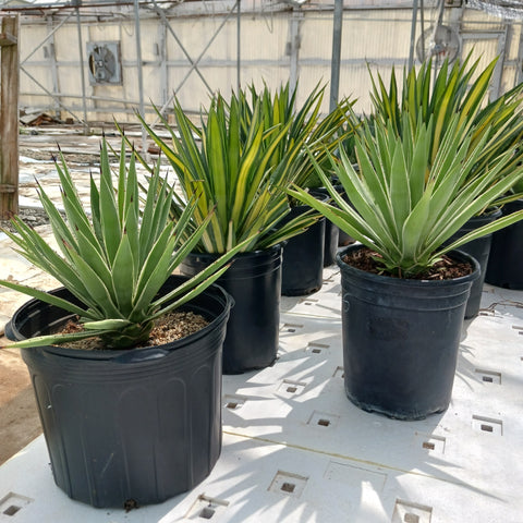 several large agave in pots after being trimmed