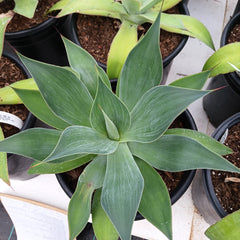 Top view of an Agave "Blue Flame" in a 5ga nursery pot