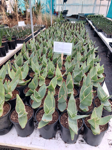 Aloe striata 1ga