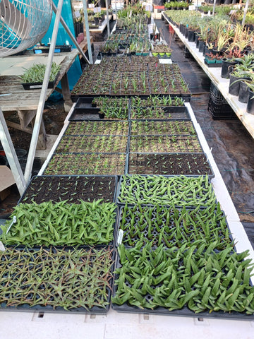 trays of young aloe and agave