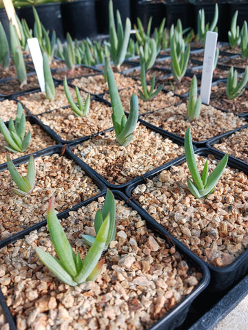 Aloe speciosa