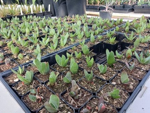 Young Aloe striata