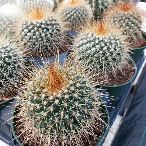 Mammillaria petterssonii in 6 inch pot