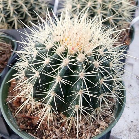 Golden Barrel Cactus ( Echinocactus grusonii )