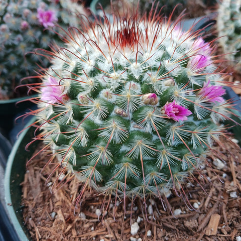 Mammillaria bombycina