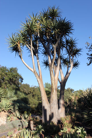 mature Aloe bainesii in landscape