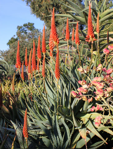 Aloe mutabilis in bloom