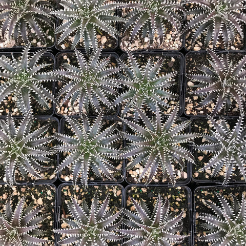 Many Dyckia "Brittle Star" in four inch pots