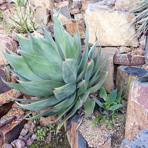 Mature Agave Blue Flame in rocky landscape