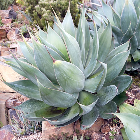 Mature Agave Blue Flame in garden