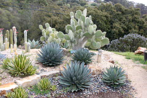 Mature Agave "Blue Glow" in garden.