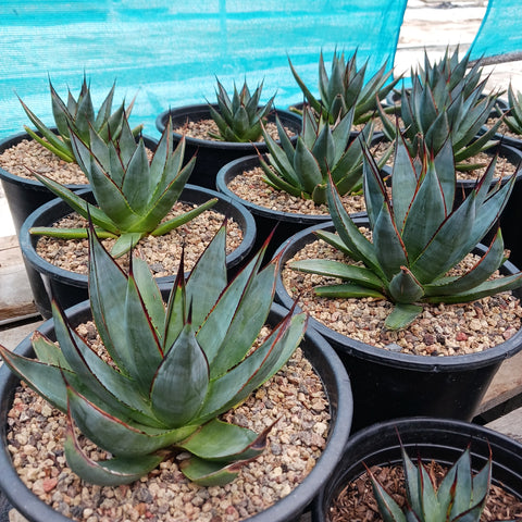 Several Agave "Blue Glow" in 5ga nursery containers