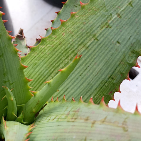 The striated leaf pattern of Aloe glauca