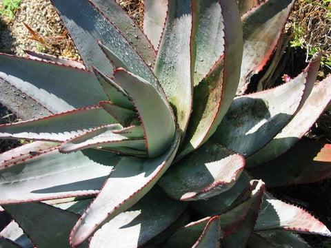 Aloe capitata mature plant in ground
