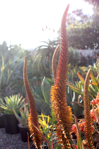 Aloe castanea bloom spike