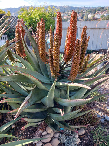 mature Aloe ferox in bloom