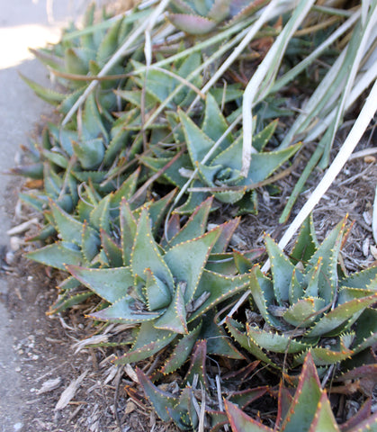 the low spreading form of Aloe mitriformis