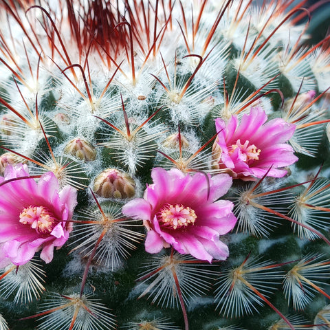 Mammillaria bombycina close up