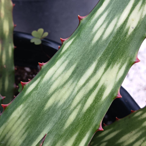 close up view - mosaic leaf pattern of Aloe harlana