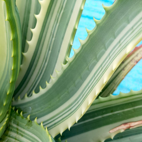 Close up view of a variegated Aloe leaf