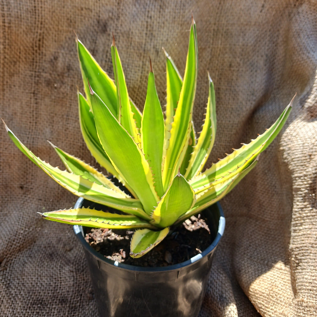 大好き ☆Agave Seasar 台湾選抜☆ 001 植物/観葉植物 - www.zaatstore.com