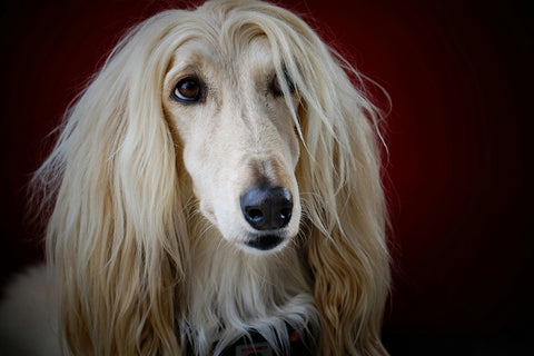 The afghan hound, a top healthiest dog breed that don't shed