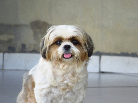 The shih tzu, a top healthiest dog breed that don't shed