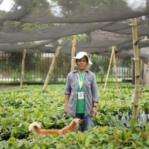 Cocoa bean cultivation in the Philippines ©Auro