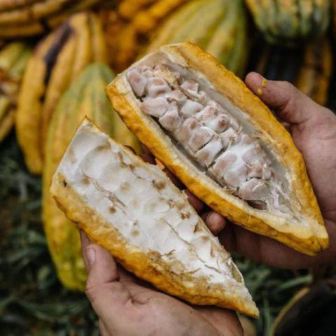 Fresh cocoa beans before fermentation