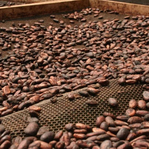 Ausgelegte Kakaobohnen, bereit von Hand sortiert zu werden