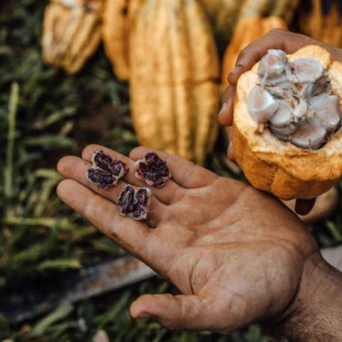 frische, aufgeschnitte Kakaobohnen