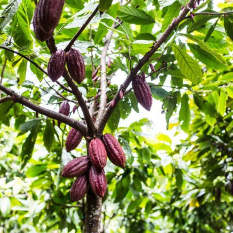 Cocoa cultivation: Where does cocoa grow?