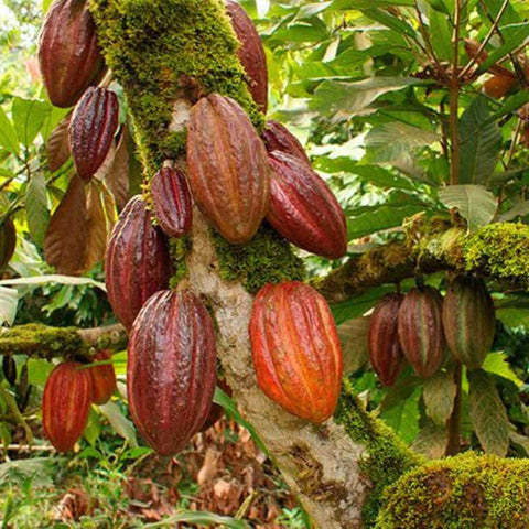 Cocoa beans from Honduras