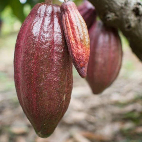 Cocoa pods from Soklet