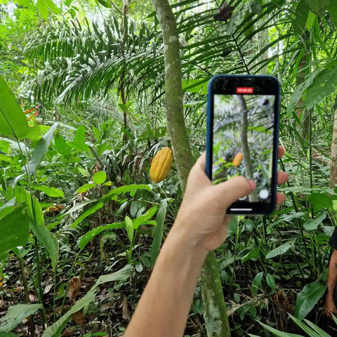 Eine Kakaofrucht wird mit einem Smartphone fotografiert