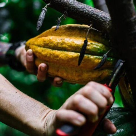 Die Kakaofrucht wird mit der Machete geerntet