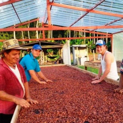 Kakaoplantage Peru