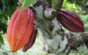 Bean-to-Bar: Kakao von Belyizium auf der eigenen Farm