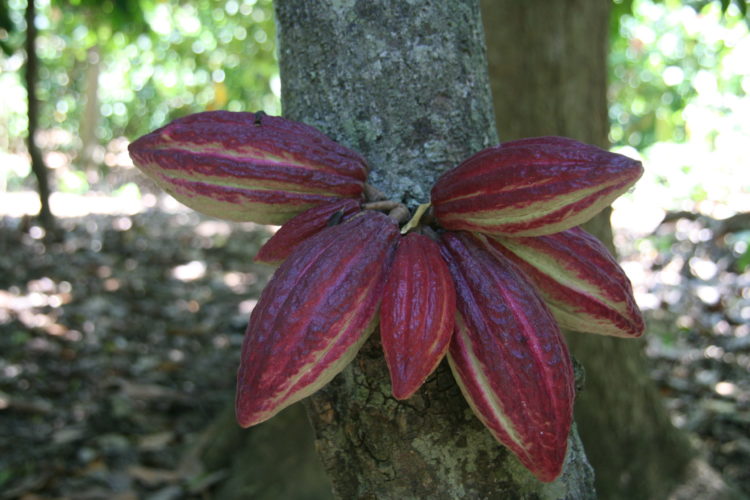 Kakaoanbau auf Madagaskar
