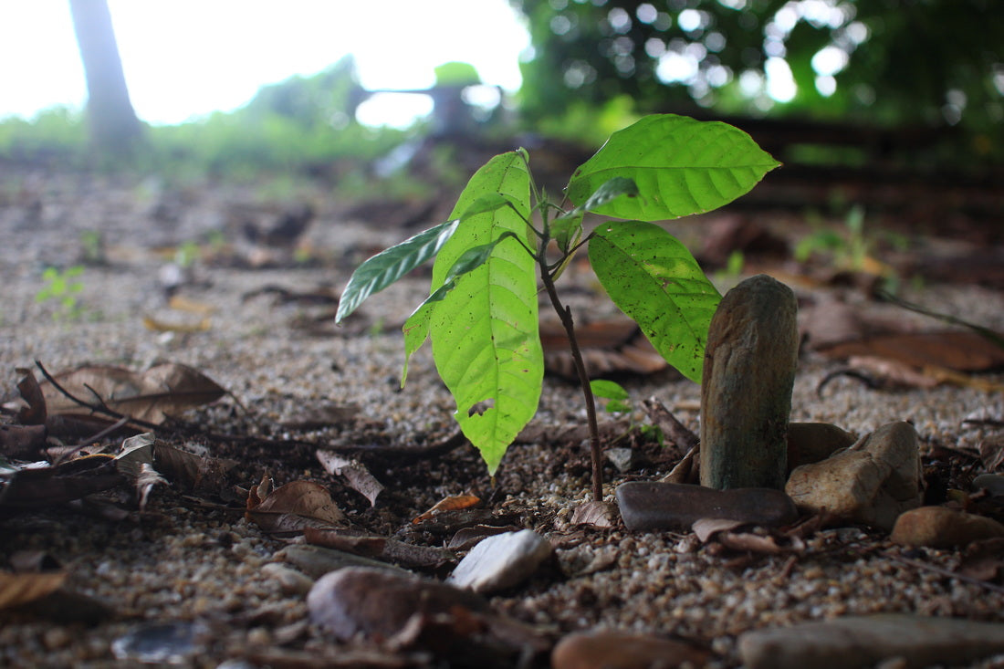 small cocoa tree on cocoa plantation