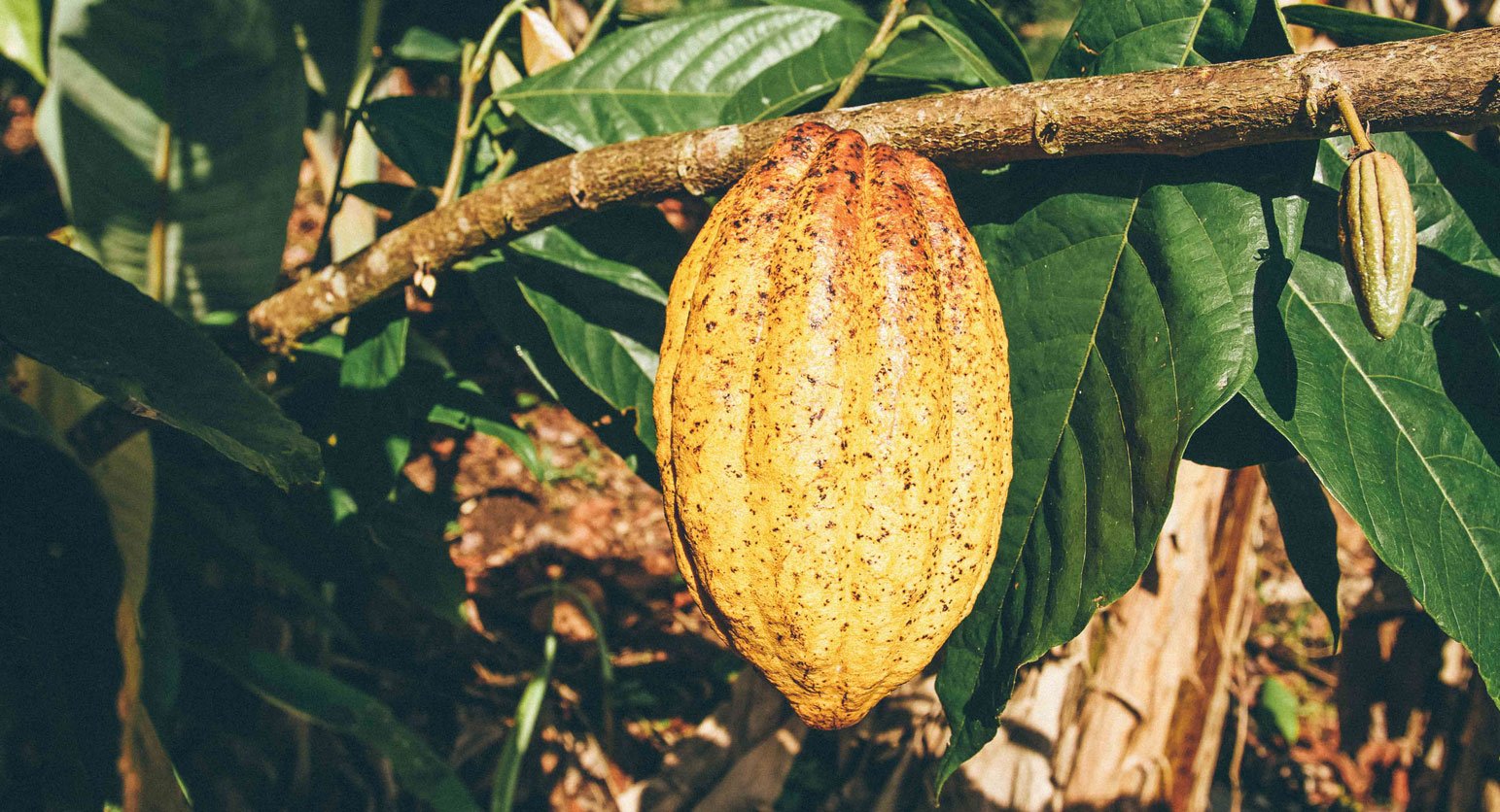 Cocoa pod in the sun